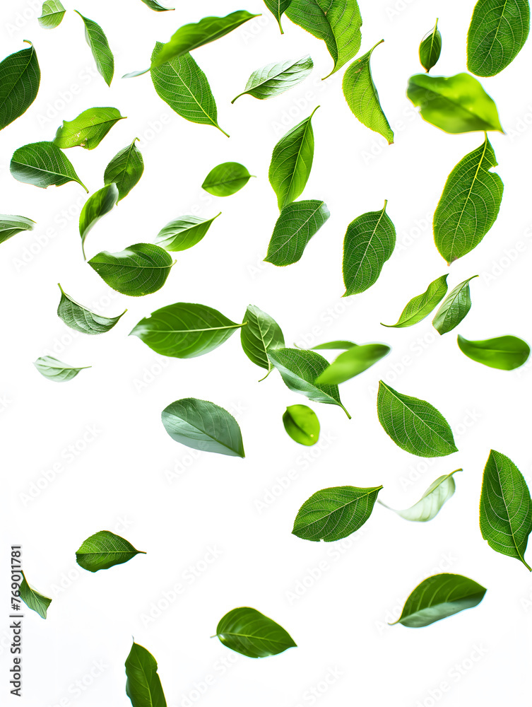 Fresh Green Leaves Floating on a White Background