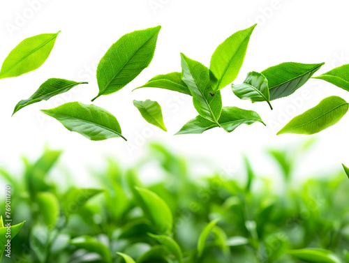 Fresh Green Leaves Tossed in the Air with Vibrant Nature Background
