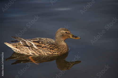 duck on the water