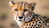 A Cheetah With Its Eyes Narrowed Calculating Its