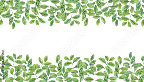 Green leaves. Horizontal frame of climbing Branches of Asian plant. Cassia  Wisteria. Copy space for text. Watercolor illustration isolated on white background. For postcards  greetings  invitation