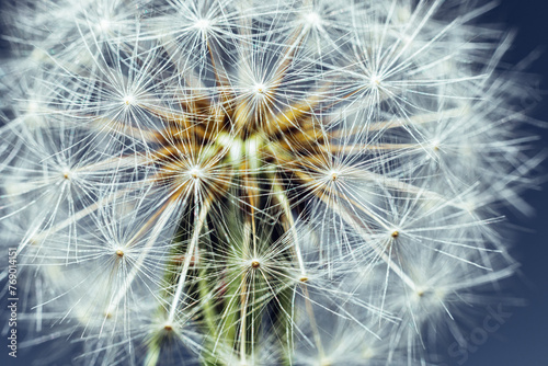 Extreme macro close up dandelion seeds in summer. Change growth movement direction concept. Inspirational natural floral spring or summer background. Ecology nature new cycle