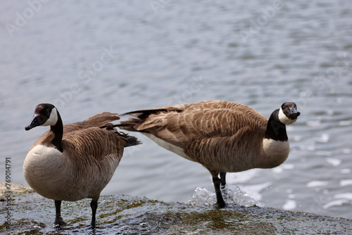 Canadian geese on the water's edge