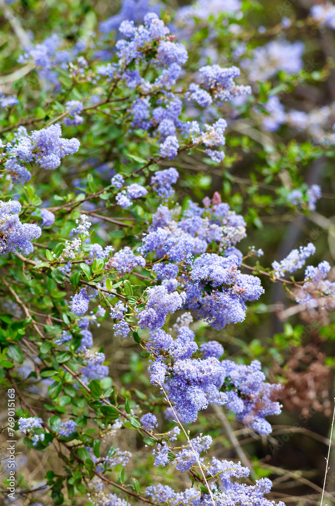 California lilac wildflowers growing in the canyon California lilac wildflowers growing in the canyon