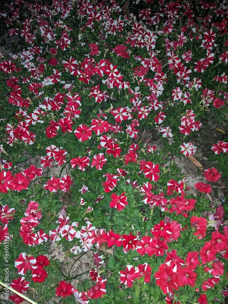 Red petunia flowers