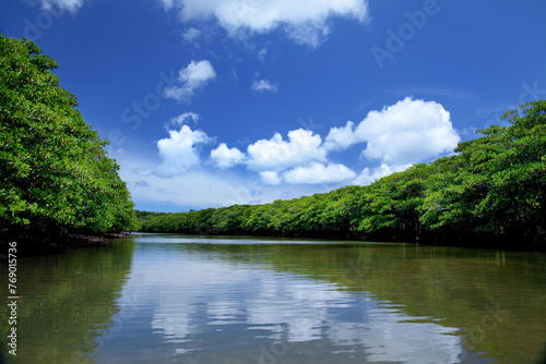 カヌーから見たマングローブ林の風景