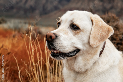 Closeup portrait of Labrador retriever standing in desert around nature
