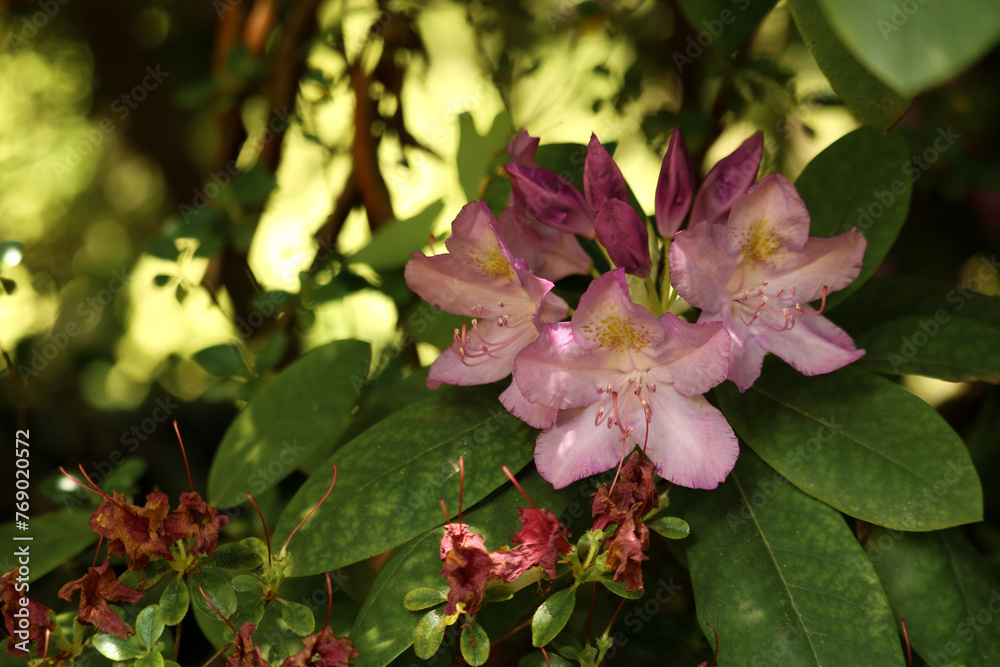 Obraz premium Pink rhododendron flower