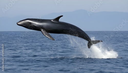 A Playful Baby Fin Whale Leaping Out Of The Water