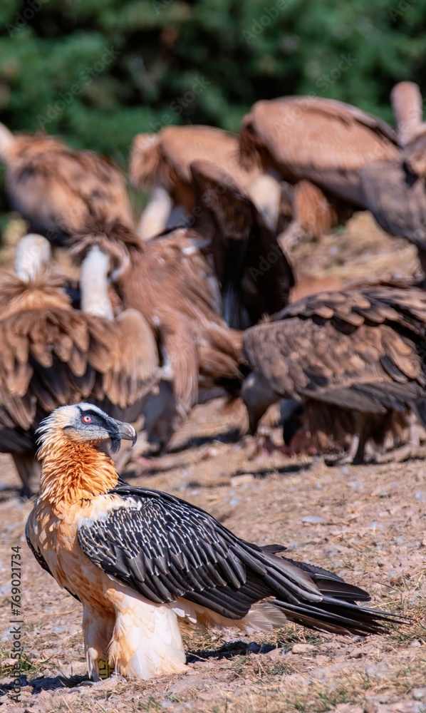 Bearded Vulture in the Pyrenees, Spain. Bearded Vulture in the Pyrenees, Spain.
