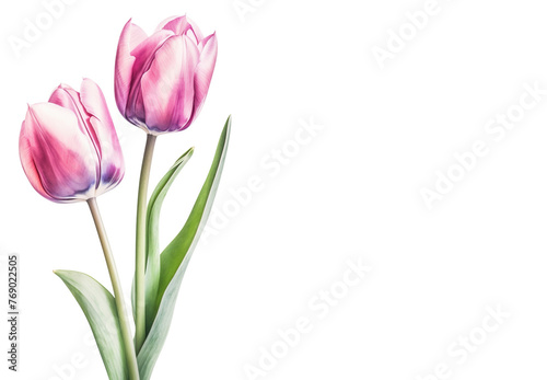 Pink tulips on a white background with copy space