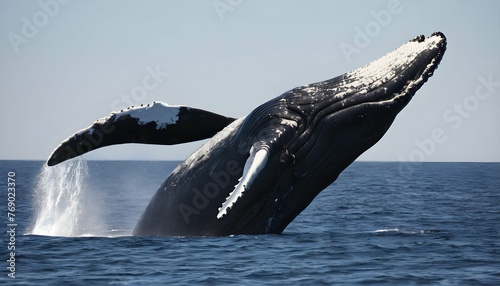 A Right Whale Breaching The Surface In A Graceful photo