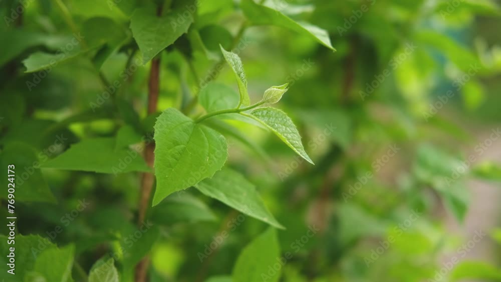 Hello spring. Fresh green branch with new leaves on blurred greenery spring summer background in garden park. New fresh foliage of green tree. Inspirational soft eco view Hello spring. Fresh green branch with new leaves on blurred greenery spring summer background in garden park. New fresh foliage of green tree. Inspirational soft eco view