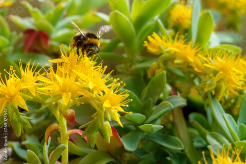fiori gialli con ape photo