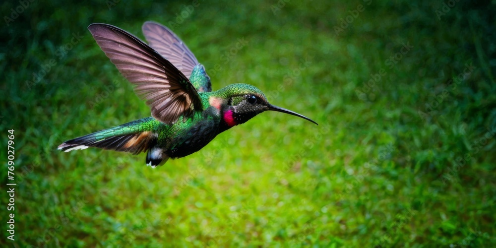 Naklejka premium Hummingbird flying, wings spread wide, green field background