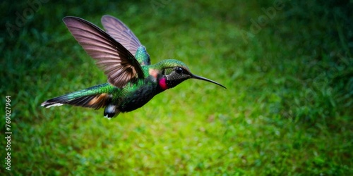  Hummingbird flying, wings spread wide, green field background