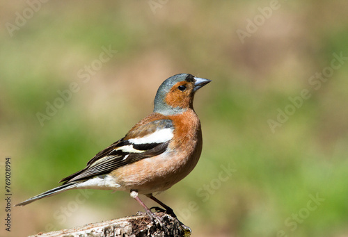 Common Chaffinch on the stump