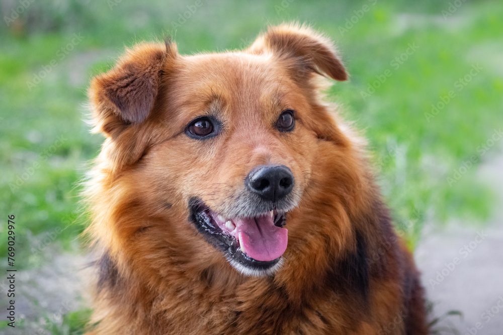 Good-natured fluffy brown dog with an open mouth close-up Good-natured fluffy brown dog with an open mouth close-up