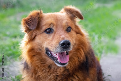 Good-natured fluffy brown dog with an open mouth close-up © Volodymyr