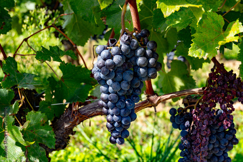 Konstfotografi Vineyards near St