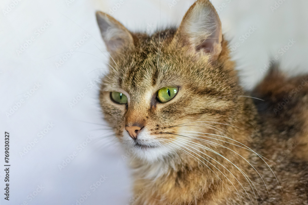 Brown cat with a calm focused gaze on a light background close-up Brown cat with a calm focused gaze on a light background close-up