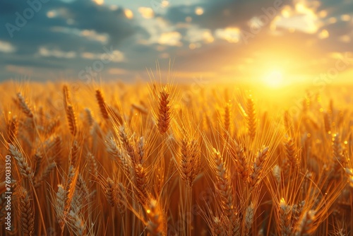The sun sets magnificently behind a wheat field  casting a warm  golden hue across the ripening stalks