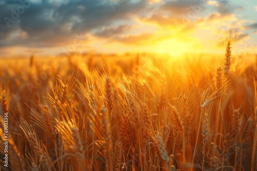 A serene view capturing the golden hour as sunlight bathes a wheat field, highlighting the textures and warm tones