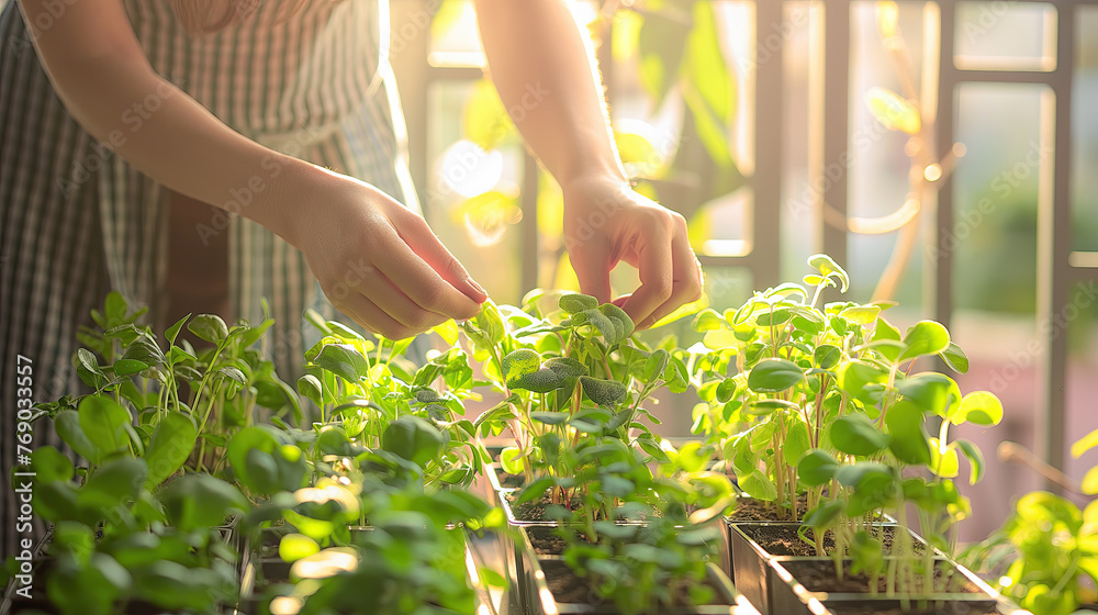 Urban Gardening: Woman Tending to Herbs in Sunlit Balcony Garden Urban Gardening: Woman Tending to Herbs in Sunlit Balcony Garden