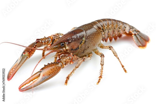 Crayfish isolated on white background