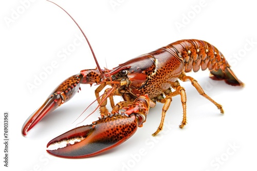 Crayfish isolated on white background