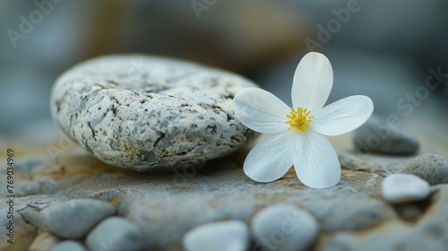 flower on stone background.