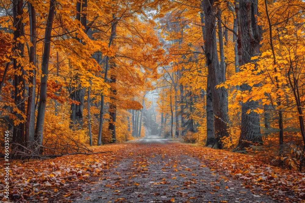 Obraz premium A serene forest path surrounded by tall trees with leaves in vibrant shades of autumn orange and yellow, creating a tranquil and picturesque scene