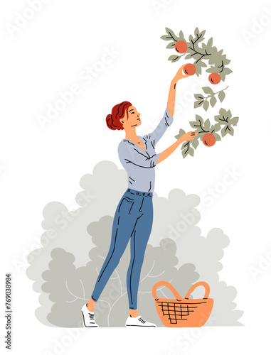 Woman is harvesting apples. A girl near an apple tree with a basket. Active people work on the farm in the garden. Autumn fruit season. Vector illustration