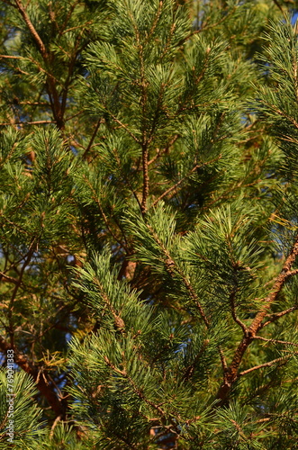 Pine cones on the branches of a fir tree in the forest