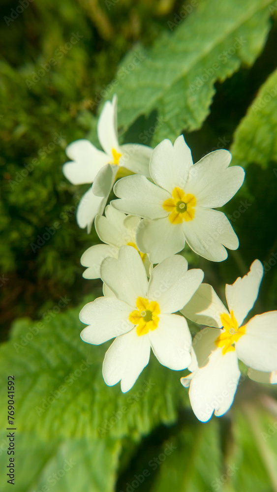 Obraz premium Flores blancas fluorescentes en arbusto silvestre