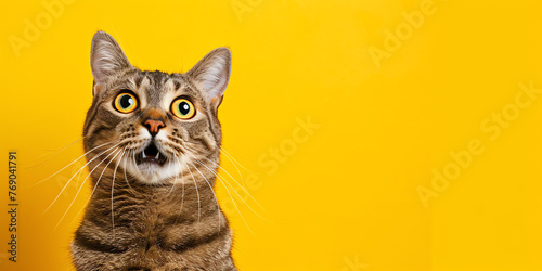 Surprised shocked cat with open mouth and big eyes isolated color background. Copy space. Generative AI