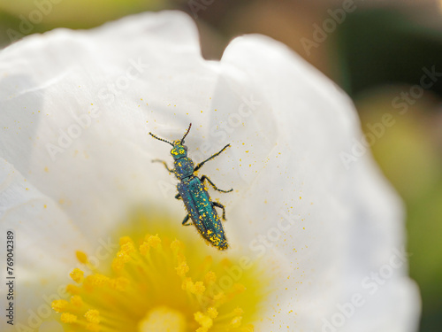 Green metallic insect covered with pollen