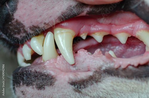 Closeup of a dog's teeth and mouth with toothache