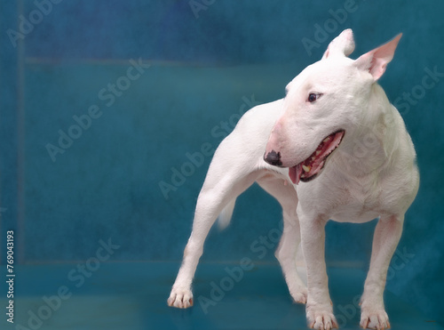 A charming smiling white bull terrier. Minobul, miniature bull terrier