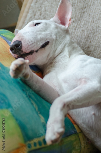 White miniature bull terrier lies on the sofa.