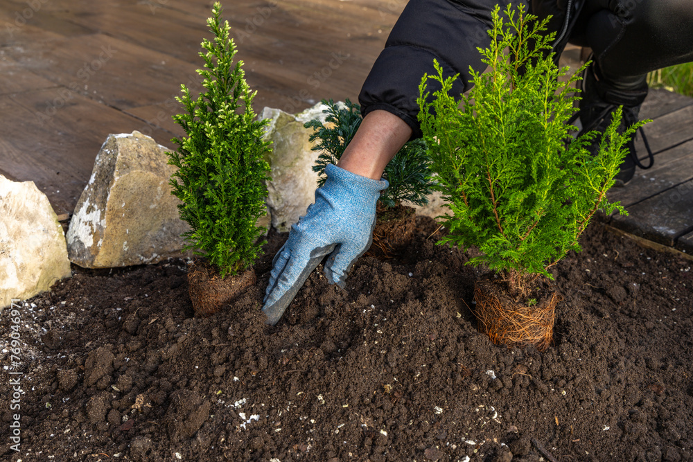 Fototapeta premium Planting coniferous shrubs, building a rockery in the garden, tidying up the garden in spring