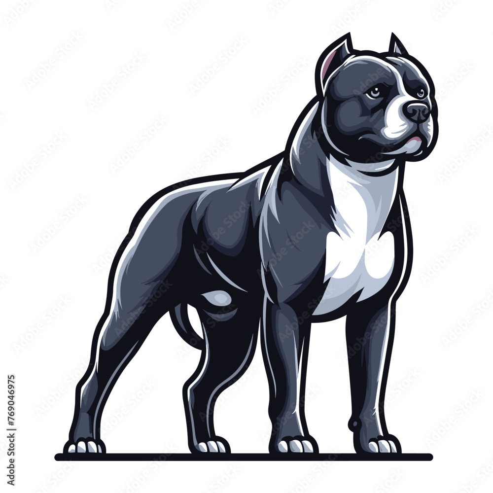 Pitbull bulldog full body vector illustration, Full-length portrait of a standing animal pet pitbull terrier dog. Design template isolated on white background