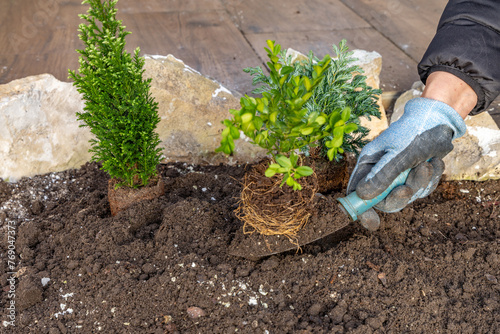 Planting coniferous shrubs, building a rockery in the garden, tidying up the garden in spring © macherstudio.pl