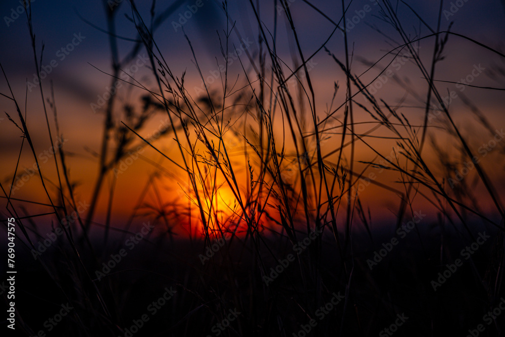 A setting sun observed through a blade of grass in silhouette 