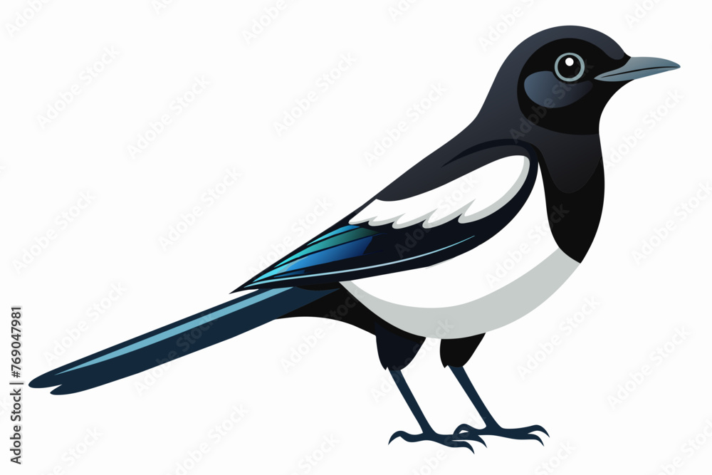 Obraz premium Black and white bird, Magpie Robin isolated on white background