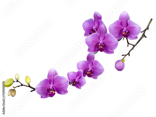 A vibrant and eye-catching set of colorful orchid flowers on a branch, isolated on a transparent PNG background for versatile use in design projects