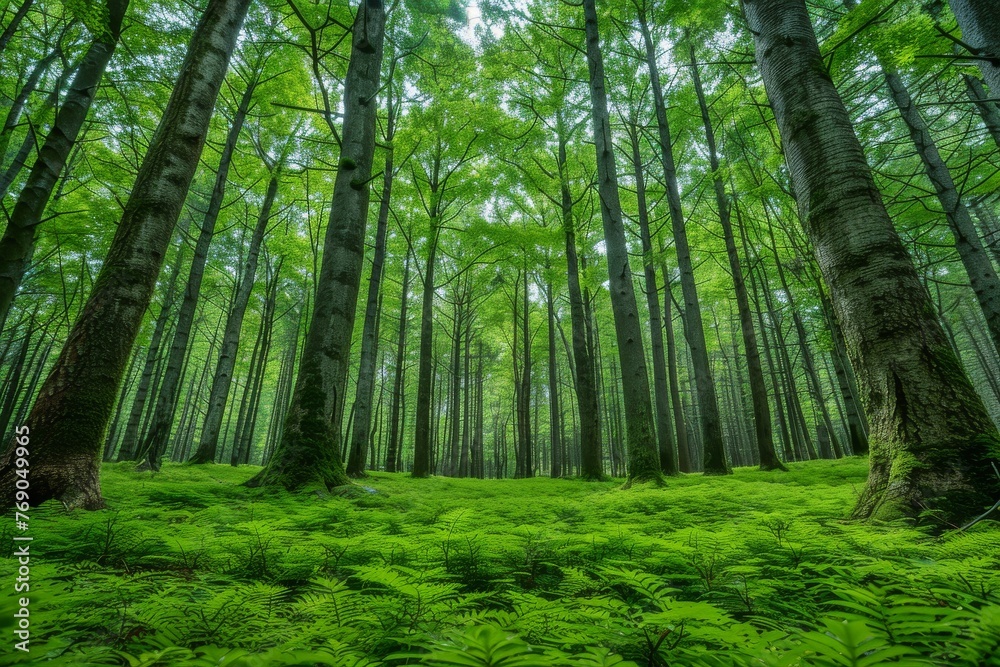 Obraz premium A verdant forest with a carpet of ferns and towering trees filtering sunlight through the canopy
