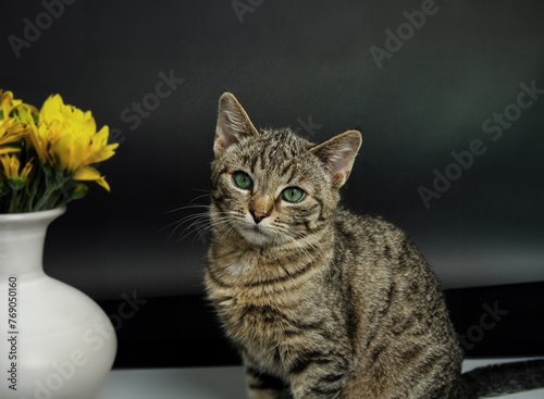 Moorish Cat with yellow Flores