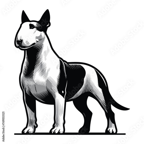 Bull terrier dog full body design illustration  standing purebred dog concept  cute adorable funny pet animal vector template isolated on white background