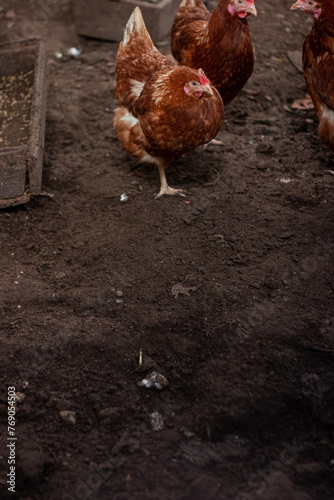 Chickens and rooster on traditional free range poultry farm